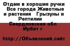 Отдам в хорошие ручки - Все города Животные и растения » Грызуны и Рептилии   . Свердловская обл.,Ирбит г.